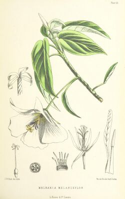 MELLISS(1875) p323 - PLATE 29 - Melhania Melanoxylon.jpg