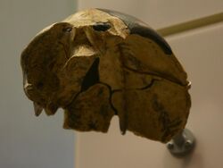 Maba. Homo heidelbergensis.jpg