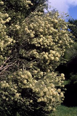 Melaleuca xerophila.jpg