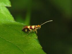 Micropterigidae - Micropterix tuscaniensis.jpg