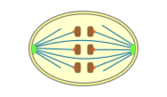 File:Mitosis classification closed orthomitoses.svg