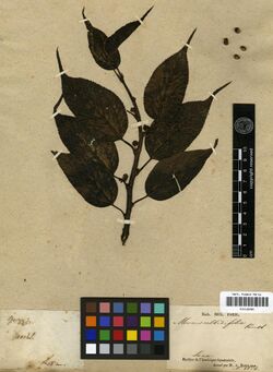 Morus celtidifolia P00129780.jpg