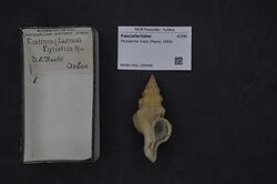 Naturalis Biodiversity Center - RMNH.MOL.209440 - Peristernia lirata (Pease, 1868) - Fasciolariidae - Mollusc shell.jpeg