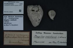 Naturalis Biodiversity Center - ZMA.MOLL.350020 - Coralliophila robillardi (Liènard, 1870) - Coralliophilidae - Mollusc shell.jpeg