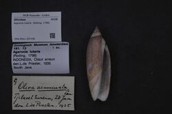 Naturalis Biodiversity Center - ZMA.MOLL.357196 - Agaronia lutaria (Röding, 1798) - Olividae - Mollusc shell.jpeg