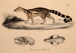 Neue Wirbelthiere zu der Fauna von Abyssinien gehörig (1835) Genetta abyssinica.png