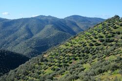 Olive trees A-3176 1.jpg