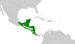 Oncostoma cinereigulare map.svg