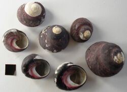 Oxystele sinensis - shells.jpg