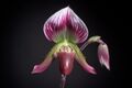 Paphiopedilum callosum (Rchb.f.) Stein, Orchid.-Buch- 457 (1892) (34321742806).jpg