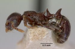 Peronomyrmex greavesi casent0172264 profile 1.jpg