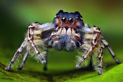 Phidippus putnami male.jpg