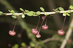 Phyllanthus-microcladus-ALA1.jpg