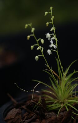 Phymatidium delicatulum in flower.jpg