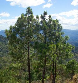 Pinus oocarpa Perkin.jpg