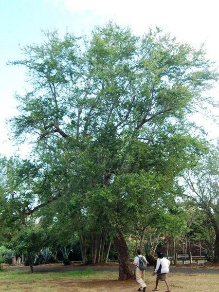 File:Pithecellobium dulce tree.JPG