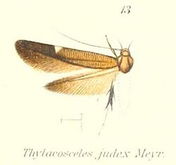 Pl.1-13-Thylacosceles judex Meyrick, 191.jpg
