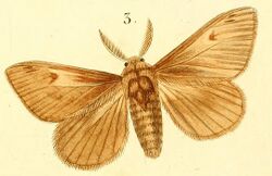 Pl.12-03-Euproctis annulipes (Boisduval, 1833).jpg