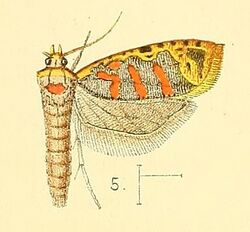 Pl.3-fig.05-Sanguinograptis albardana (Snellen, 1872) (Dichelia).jpg