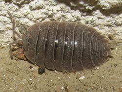 Porcellio dilatatus.jpg