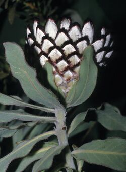 Protea holosericea S-0125 415.jpg