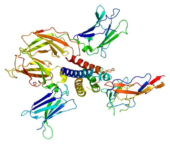 File:Protein IL2RB PDB 2b5i.png