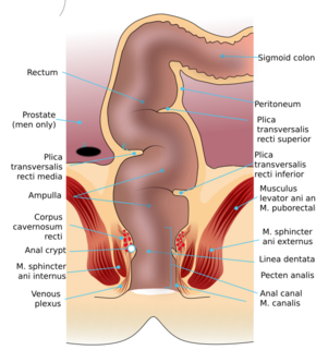 Rectum anatomy en.svg