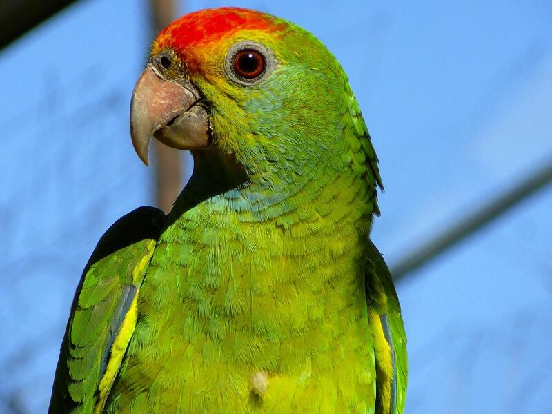 File:Red-browed Amazon parrot.jpg