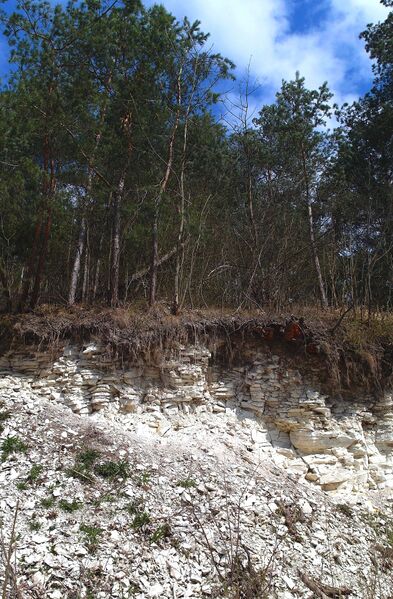 File:Rendzina soil on the Maastrichtian Chalk in Kozubów Landscape Park, Poland.JPG