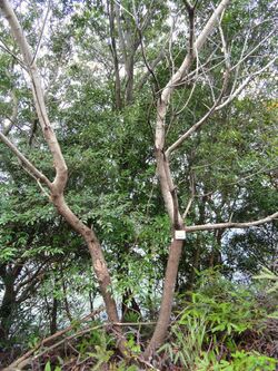 Rhus javanica - Miyajima Natural Botanical Garden - DSC02341.JPG