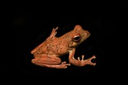 Rufous Foam-nest Tree Frog (Chiromantis rufescens).jpg