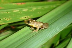 Scinax argyreornatus.jpg