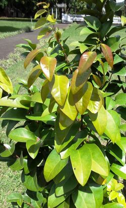 Securinega durissima - Endemic mascarene tree - Mauritius.jpg
