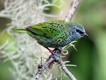 Spotted Tanager RWD4.jpg