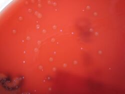 Streptococcus dysgalactiae (Beta haemolytic Streptococcus Lancefield Group G) on Columbia Horse Blood Agar - Detail.jpg