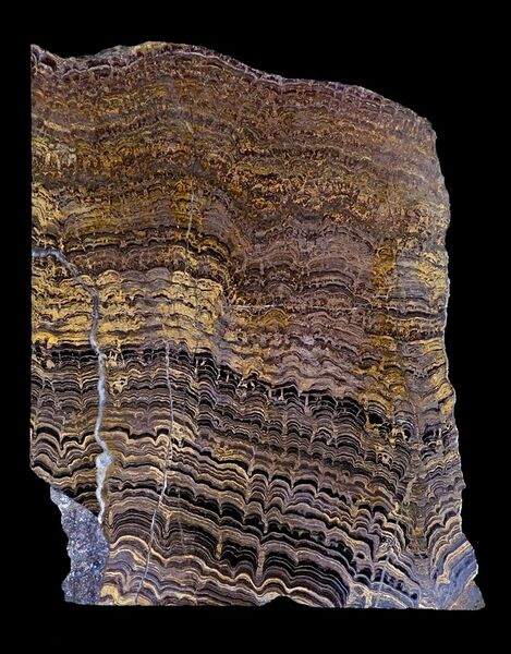 File:Stromatolites Cochabamba.jpg