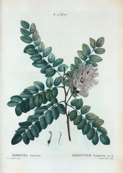 T2 17 Robinia viscosa par Pierre-Joseph Redouté.jpeg
