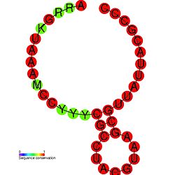 TLS-PK6 secondary structure.jpg