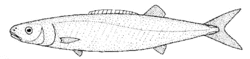 Tetragonurus cuvieri (smalleye squaretail).gif