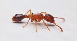 Tetramorium bicarinatum.jpg