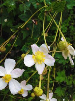 The flower of Anemone vitifolia.jpg