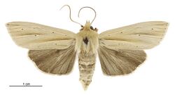 Tmetolophota sulcana female.jpg