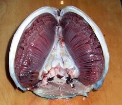 Photo of fish head split in half longitudinally with gill filaments crossing from top to bottom