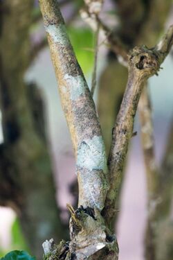 Uroplatus fimbriatus 003.jpg