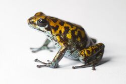 Vicente's poison frog -Oophaga vicentei (16435893304).jpg