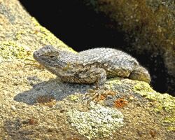 Western Fence Lizard (9098617590).jpg