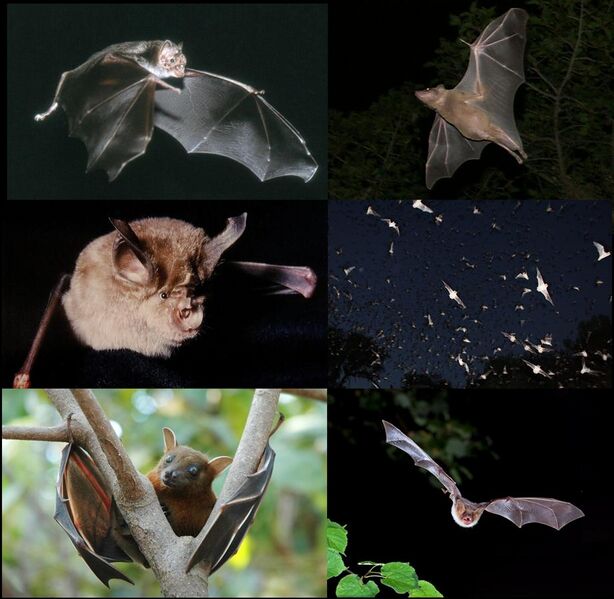 File:Wikipedia-Bats-001-v01.jpg