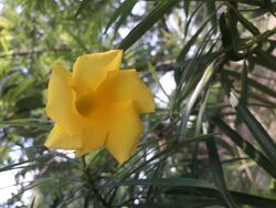 Yellow Oleander Flower.jpg