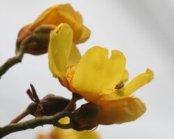 Yellow Silk Cotton (Cochlospermum religiosum) flowers in Kolkata W IMG 4244.jpg