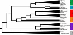 Zootaxa 2688 1-67 plate 26 Leptomyrmex cladogram.jpg